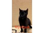 Adopt Mystique M. a Domestic Short Hair