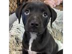 Adopt Zulu a American Staffordshire Terrier
