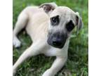 Adopt Marcia a Anatolian Shepherd