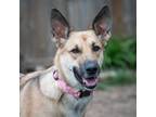 Adopt Mae a German Shepherd Dog, Mixed Breed