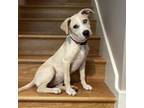 Adopt Cindy a Anatolian Shepherd