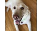 Adopt Lola a Labrador Retriever