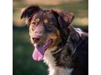 Adopt Ginger a Border Collie