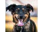 Adopt Molly a Border Collie