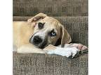 Adopt Carol a Anatolian Shepherd