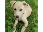 Adopt Jan a Anatolian Shepherd
