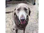 Adopt Erin a Labrador Retriever