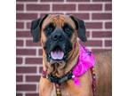 Adopt Victoria a Mastiff