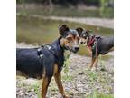 Adopt Love -a-Lot Bear a Patterdale Terrier / Fell Terrier