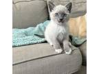 Adopt Lunita a Siamese, Domestic Short Hair