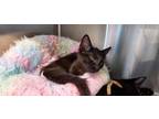 Adopt Nestl a Domestic Short Hair