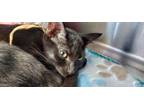 Adopt Godiva a Domestic Medium Hair
