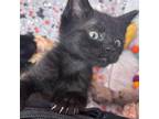 Adopt Bluebell a Domestic Short Hair