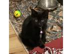 Adopt Willow a Domestic Short Hair