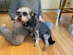 Adopt Rosa a Schnauzer