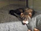 Adopt Rosie a Ferret