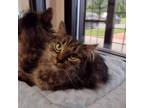Adopt Isabella Sky a Domestic Long Hair