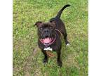 Adopt Betty a Mixed Breed, Boxer