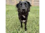 Adopt Hattie 07-2443 a Border Collie, Mixed Breed