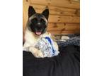Adopt Katie a Akita