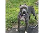 Adopt Edith a Mixed Breed