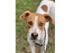 Adopt Julie a Terrier, Mixed Breed