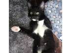 Adopt Dory Bradwell a American Bobtail