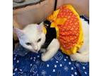 Adopt Iris - LM a Domestic Short Hair
