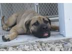 Adopt Taya a Bullmastiff