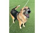 Adopt Fergie a German Shepherd Dog