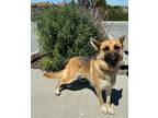 Adopt Sophie a German Shepherd Dog