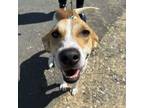 Adopt Pearlie a Saluki, Mixed Breed