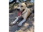 Adopt Holly a Pit Bull Terrier