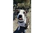Adopt Reba a Pit Bull Terrier