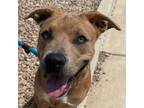 Adopt Myra a Pit Bull Terrier