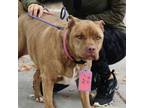 Adopt Brie a Pit Bull Terrier