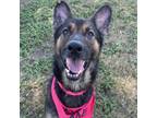 Adopt Pavlova a German Shepherd Dog