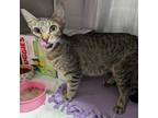 Adopt Eggs a Domestic Short Hair