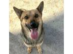 Adopt Margot a German Shepherd Dog