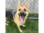 Adopt Sal a Mixed Breed