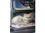 Adopt Blinky a Persian, Domestic Short Hair