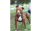Adopt Juliette - Adoptable a Terrier, Mixed Breed