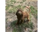 Adopt Morticia a Golden Retriever, Standard Poodle