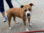Adopt Bella a Pit Bull Terrier, Mixed Breed