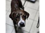 Adopt June Bug a Hound
