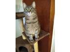 Adopt Mississippi Stormy a American Shorthair