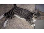 Adopt Minnie a Domestic Short Hair, Tabby