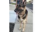 Adopt Mama Sadie a German Shepherd Dog