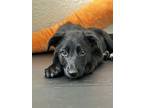 Adopt Cricket a German Shepherd Dog