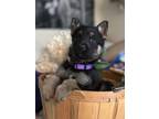 Adopt Helen a German Shepherd Dog